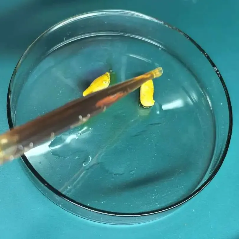 中考要考实验操作,你孩子真正动过几次手? 第8张