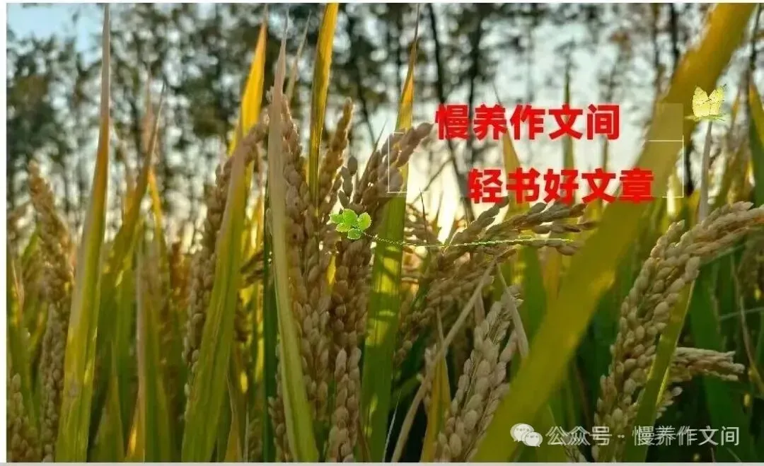 中考作文高频主题精准命中!3 篇标杆范文直击坚持、感恩、成长|《那一刻,我读懂了坚持的重量》《平凡生活中的光》《给未来的我一封信》 第3张