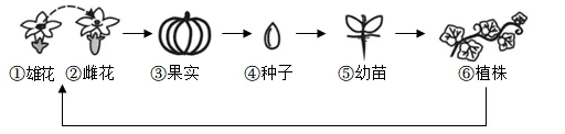 2026年中考生物选择题强化题库100题 第13张
