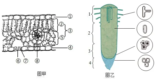 2026年中考生物资料分析题强化题库60题 第2张