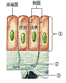 2026年中考生物选择题强化题库100题 第27张
