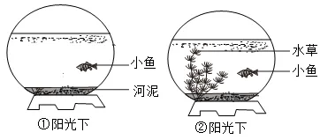 2026年中考生物资料分析题强化题库60题 第15张