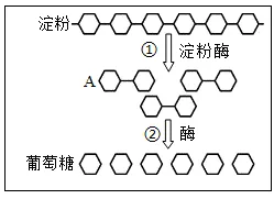 2026年中考生物选择题强化题库100题 第42张