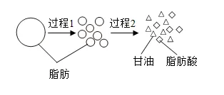 2026年中考生物选择题强化题库100题 第43张