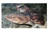 2026年中考生物资料分析题强化题库60题 第26张