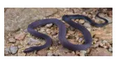 2026年中考生物资料分析题强化题库60题 第27张