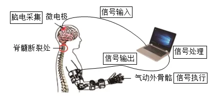 2026年中考生物资料分析题强化题库60题 第36张