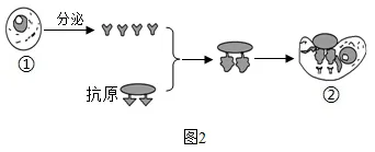 2026年中考生物资料分析题强化题库60题 第47张