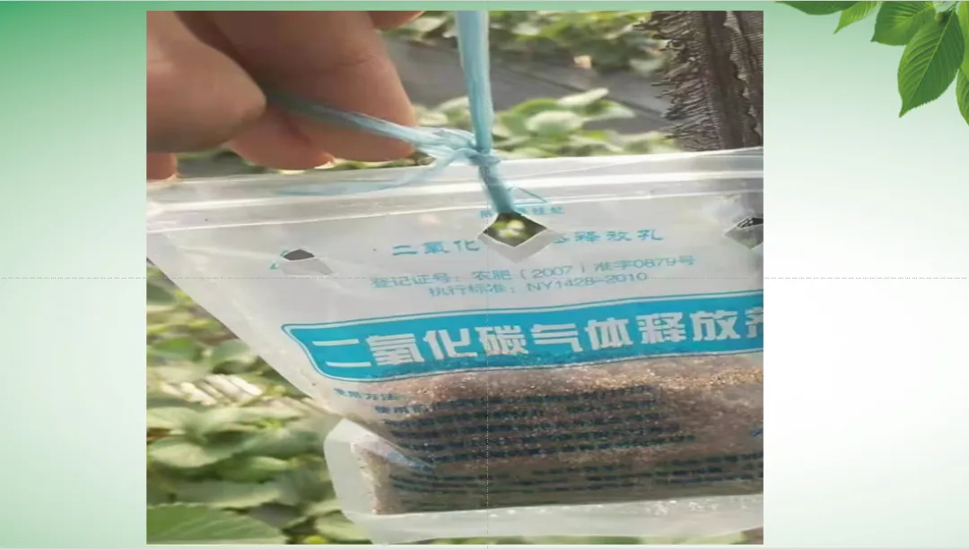 【课例】从真题到模型 探秘“气肥袋”——实验探究专题突破 第14张
