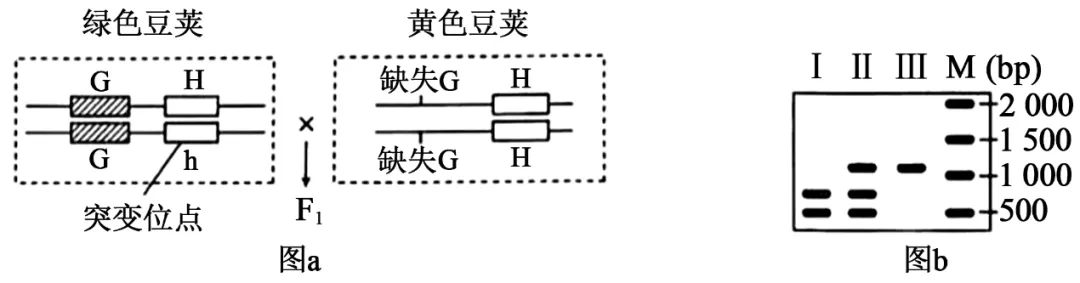 【高考真题】2025年湖南卷生物试题 第5张