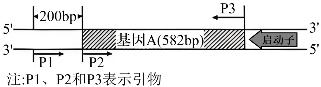 【高考真题】2025年湖南卷生物试题 第7张