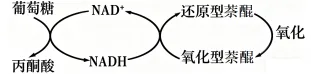 试题精选║山东省潍坊市2026届高考第二次模拟考试生物学 第5张
