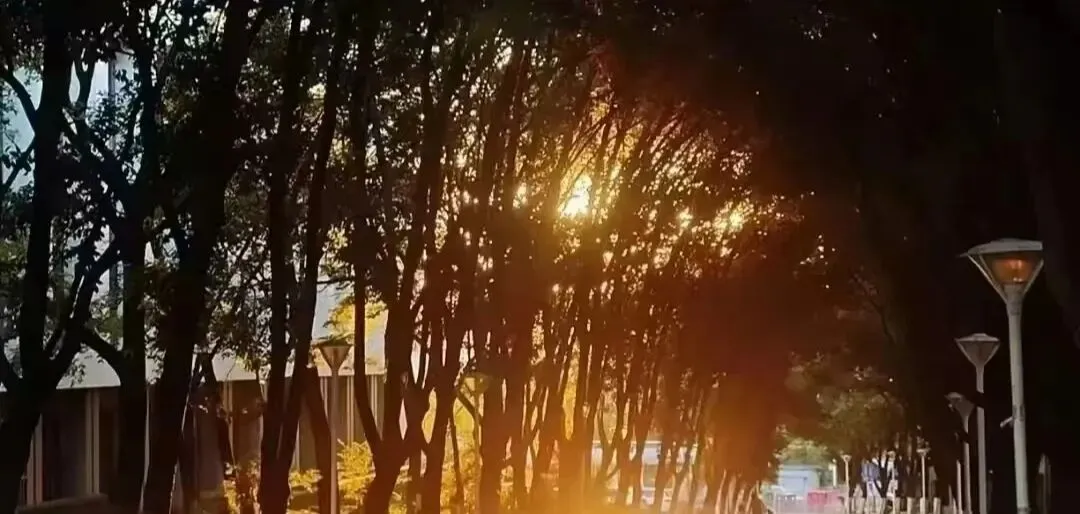 西林森林经理学考研802真题答案︱27考研建议收藏︱可以学硕,何必专硕? 第14张