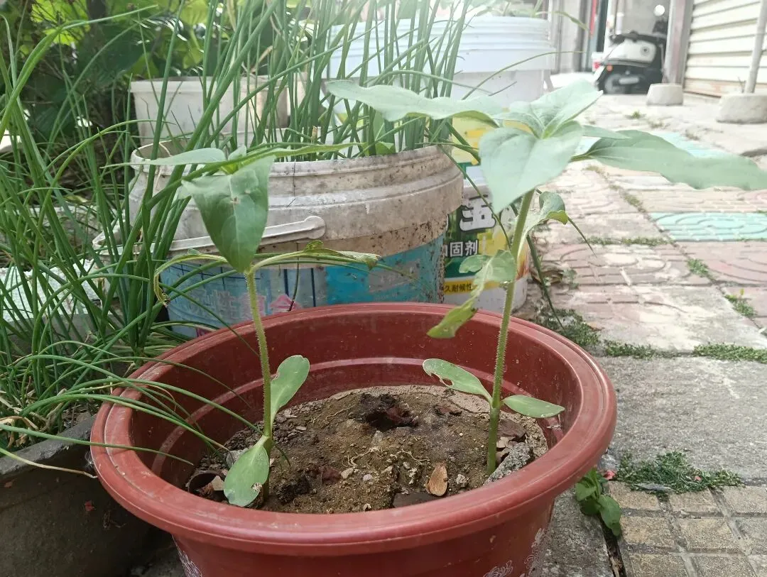 我亲手种的向日葵(中考倒计时38天) 第1张