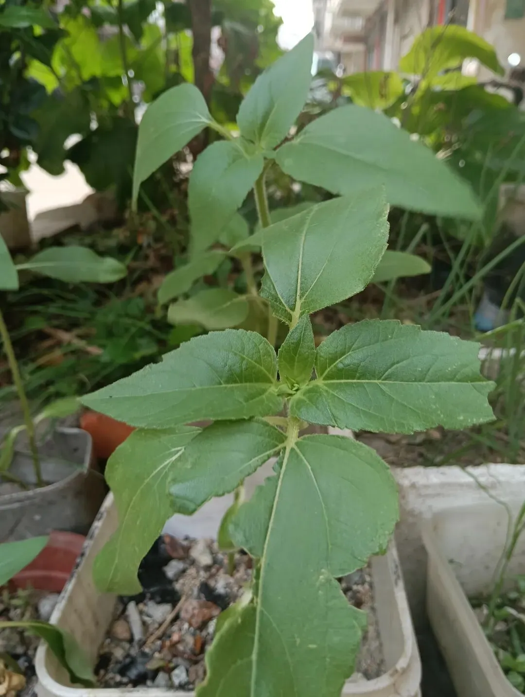 我亲手种的向日葵(中考倒计时38天) 第2张