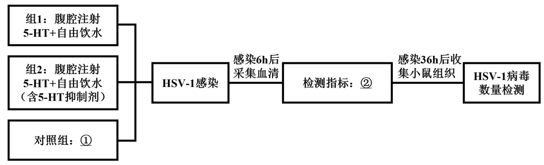 【高考真题】2025年福建卷生物试题 第12张