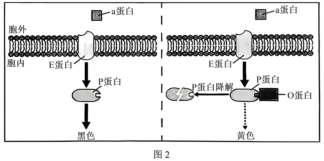 【高考真题】2025年福建卷生物试题 第14张