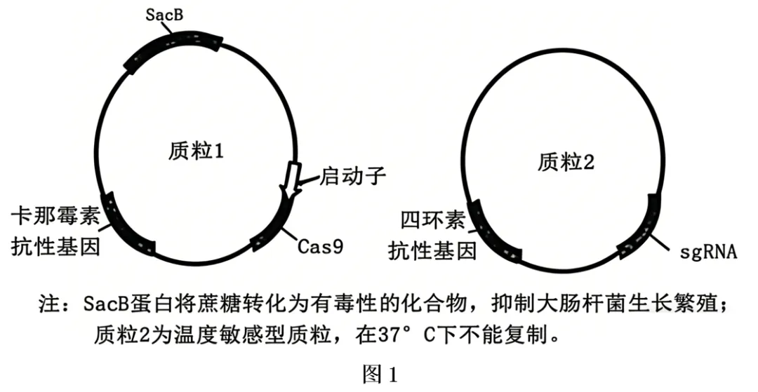 【高考真题】2025年福建卷生物试题 第15张