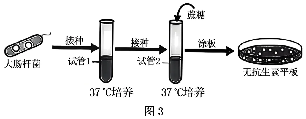 【高考真题】2025年福建卷生物试题 第17张