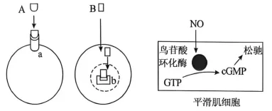 2026年高考第二次模拟考试(黑吉辽蒙专用)学易金卷02-生物学试题和答案(附word下载) ⊙ 第8张