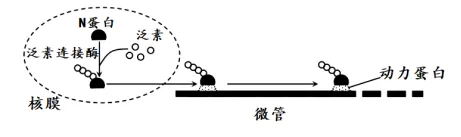 2026年高考第二次模拟考试(黑吉辽蒙专用)学易金卷02-生物学试题和答案(附word下载) ⊙ 第9张
