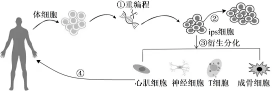 2026年高考第二次模拟考试(黑吉辽蒙专用)学易金卷02-生物学试题和答案(附word下载) ⊙ 第21张