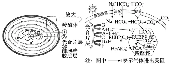 2026年高考第二次模拟考试(黑吉辽蒙专用)学易金卷02-生物学试题和答案(附word下载) ⊙ 第24张