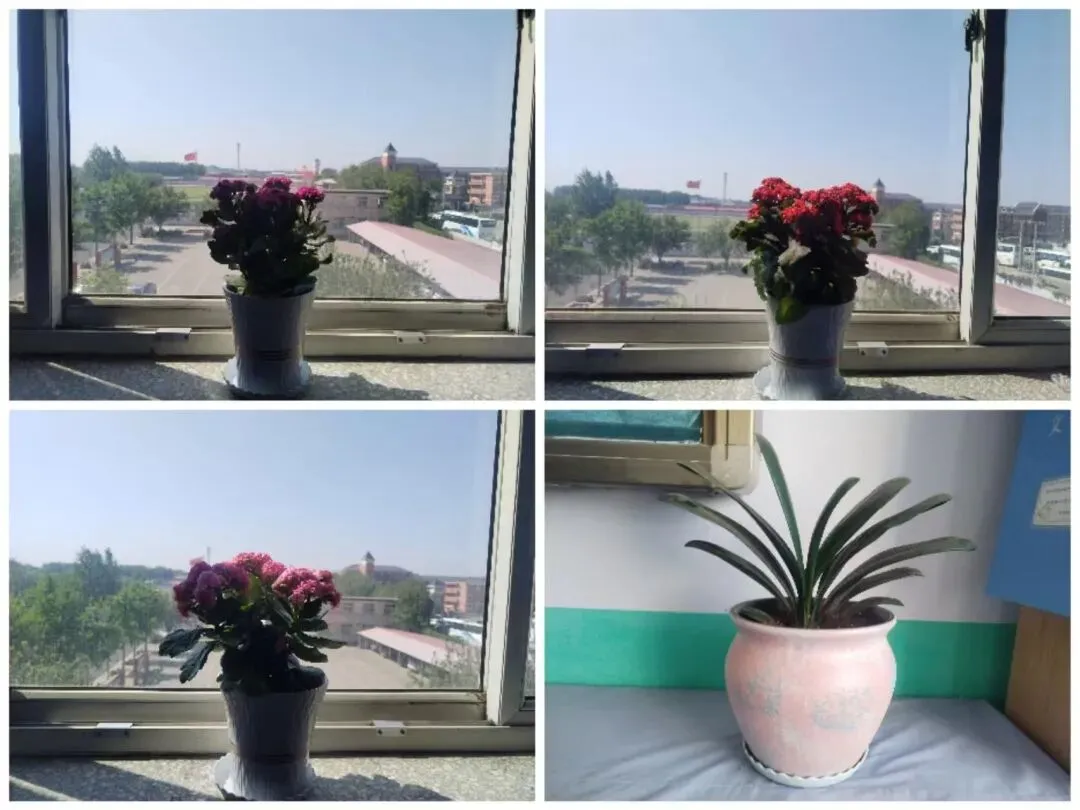 距离中考43天,我的上届学生回来寻草莓果. 第2张