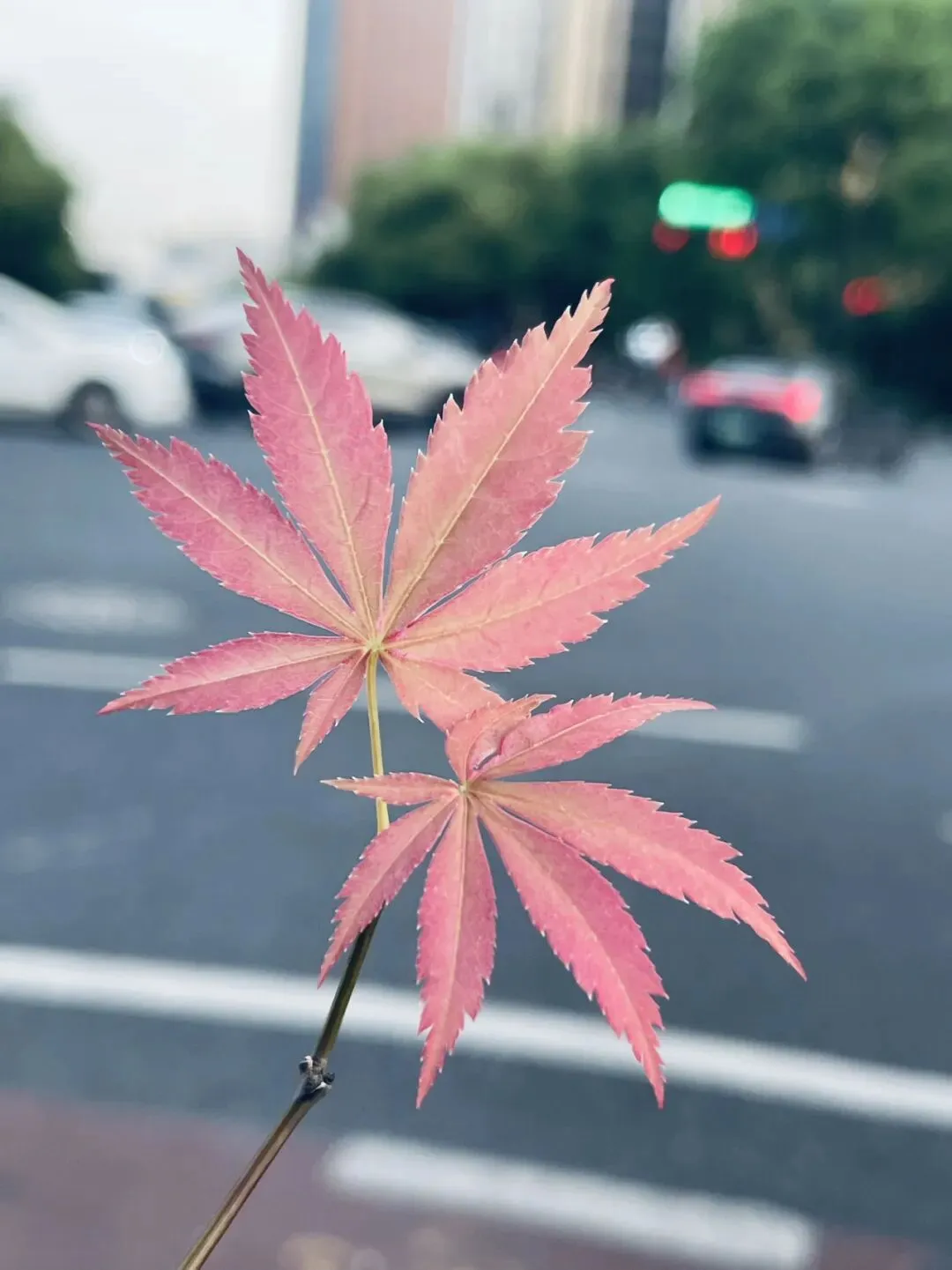 杭州中考志愿填报的难度,不亚于中考! 第1张