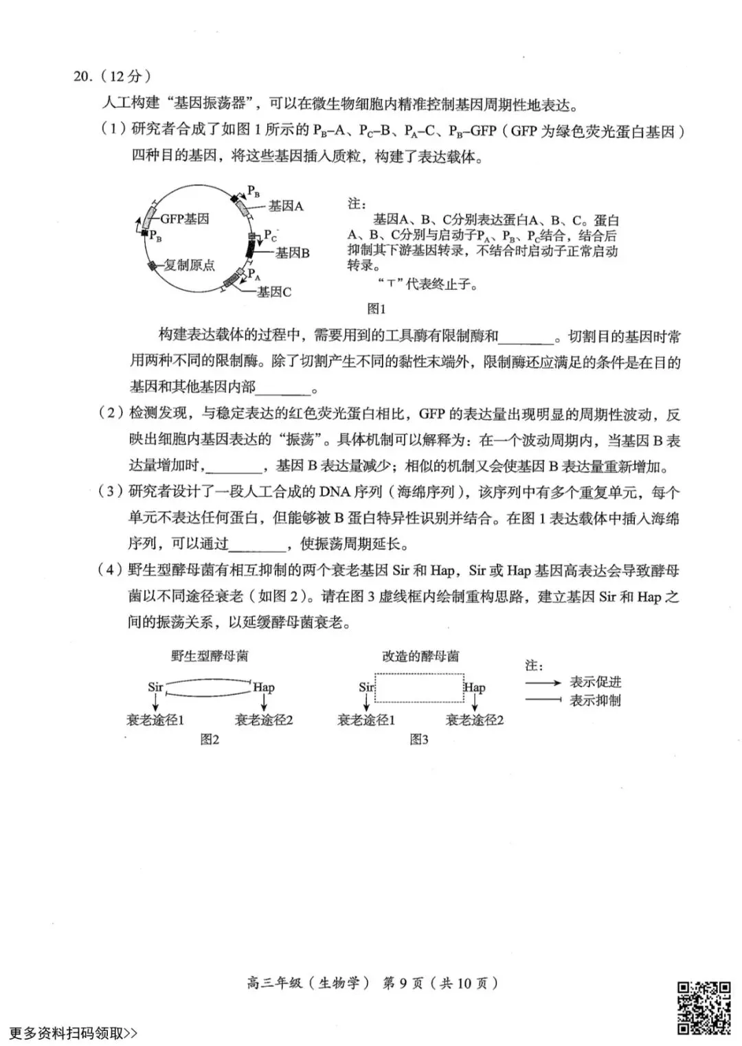 2026北京海淀高三二模生物试卷(含答案) 第9张
