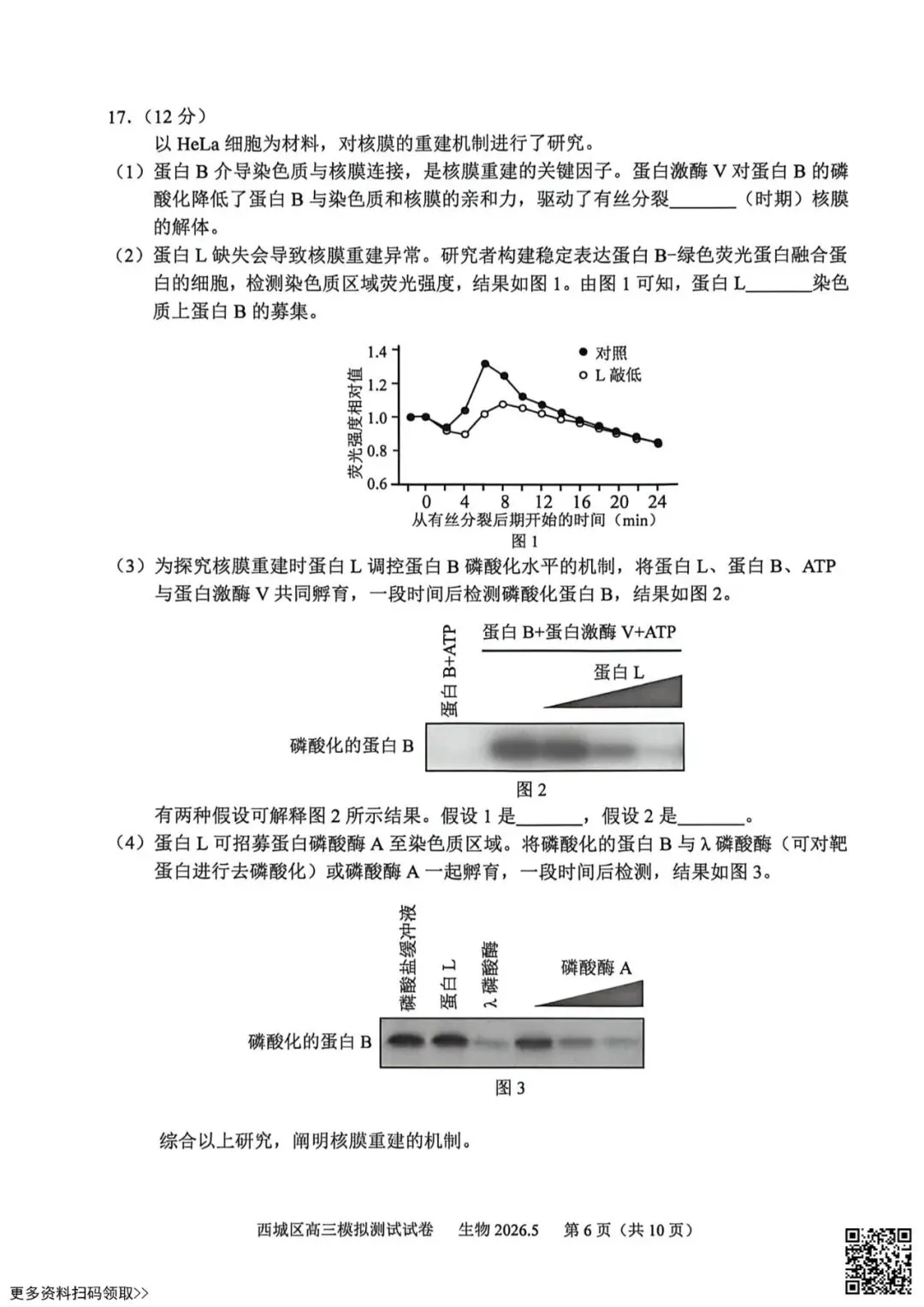 2026北京西城高三二模生物试卷(含答案) 第6张