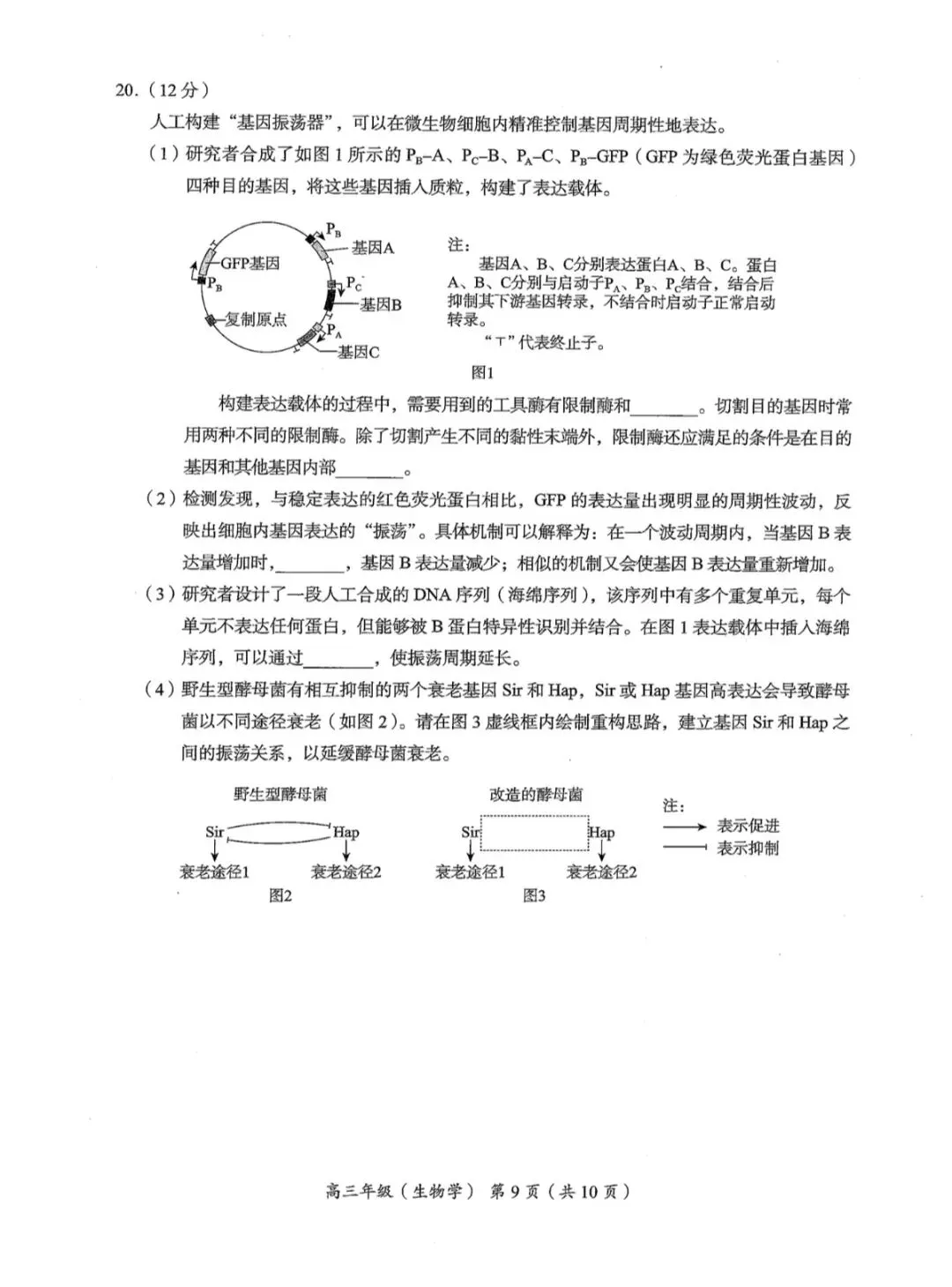 2026年北京海淀区高三二模生物学试卷和参考答案 第9张