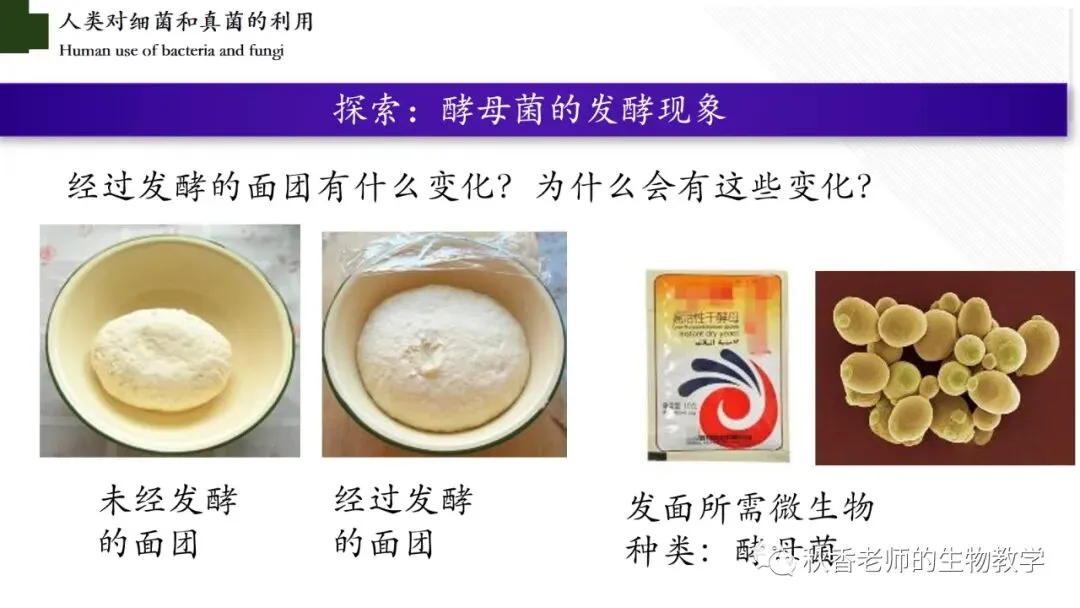 中考必看|新教材初中生物综合实践项目考点+实例题汇总 第4张