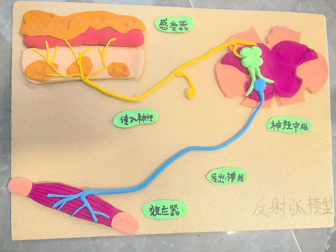 中考必看|新教材初中生物综合实践项目考点+实例题汇总 第5张