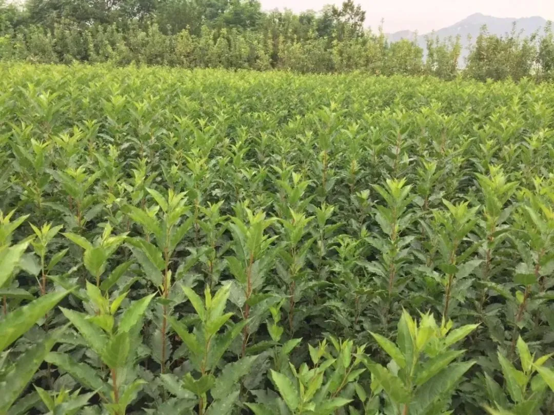 【中考阅读指导】苹果树苗(崔民)四川达州2025 第4张