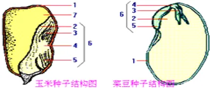 2026 年生物中考必背的知识点 第6张