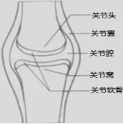 2026 年生物中考必背的知识点 第11张
