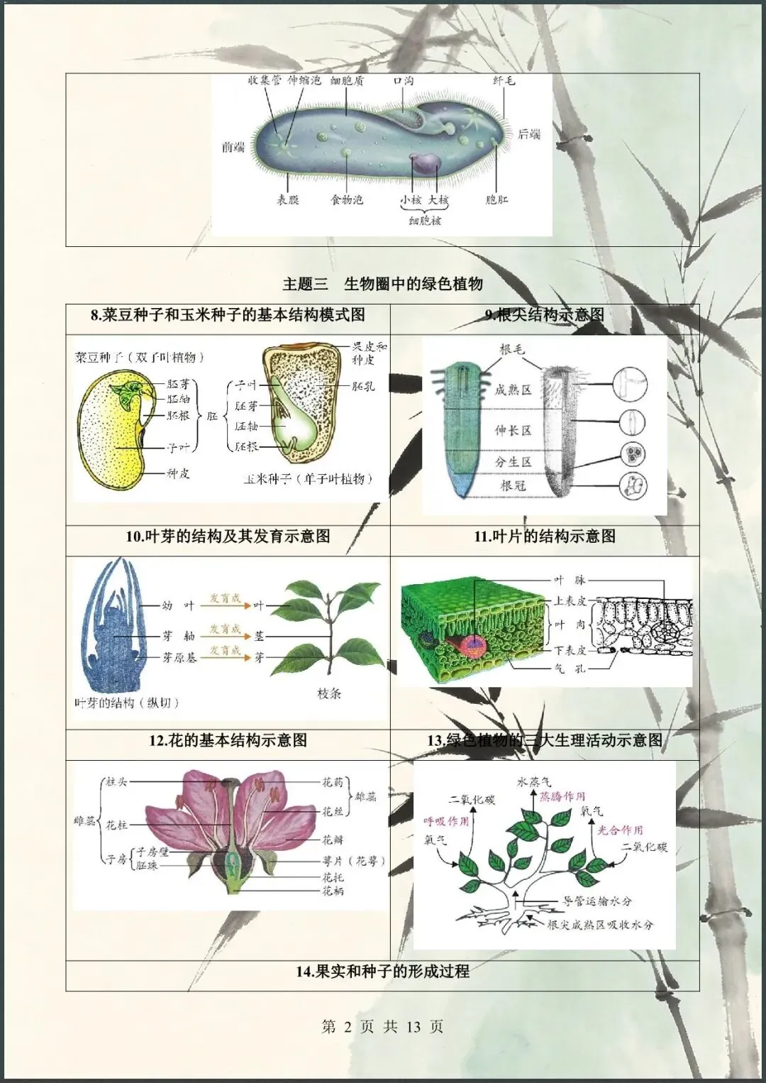 中考倒计时 | 2026年中考生物60个核心图片+核心考点背诵 61大类 第3张