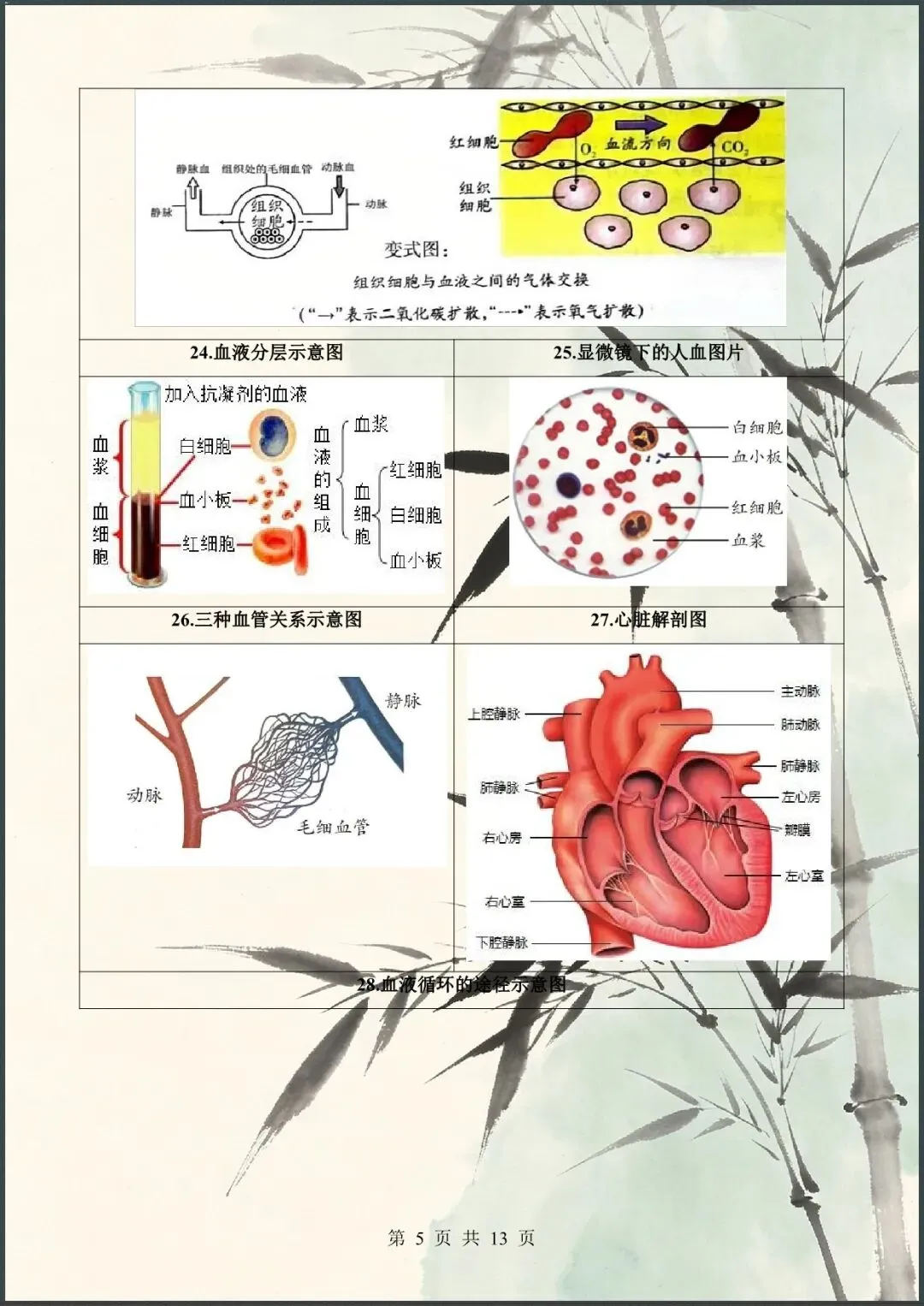 中考倒计时 | 2026年中考生物60个核心图片+核心考点背诵 61大类 第5张