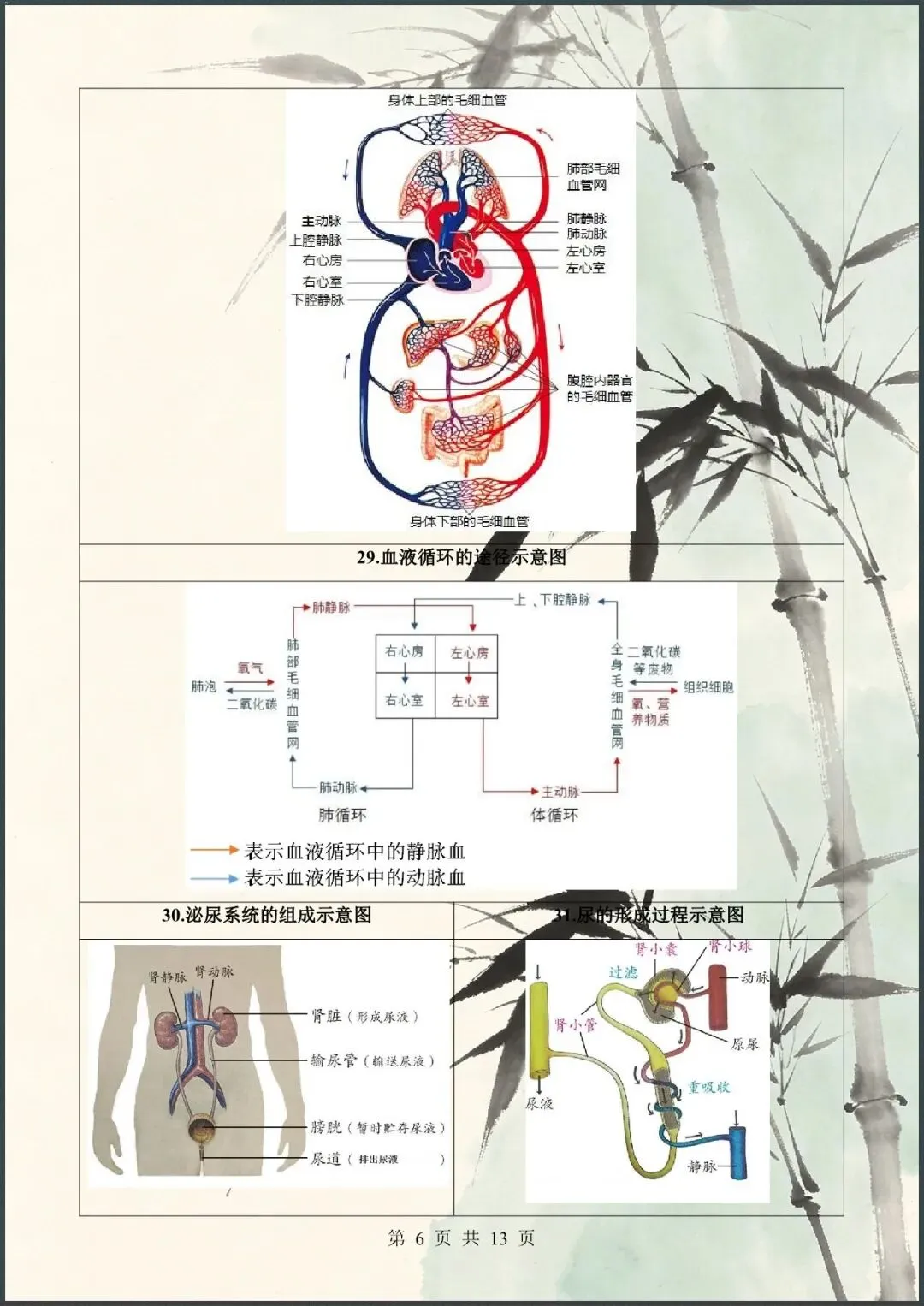 中考倒计时 | 2026年中考生物60个核心图片+核心考点背诵 61大类 第6张