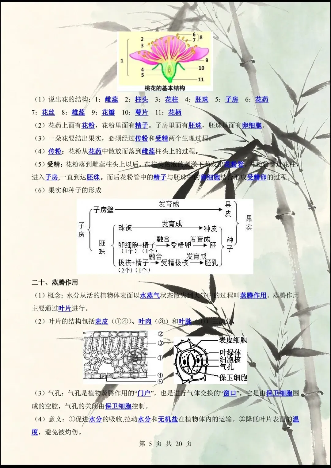 中考倒计时 | 2026年中考生物60个核心图片+核心考点背诵 61大类 第10张