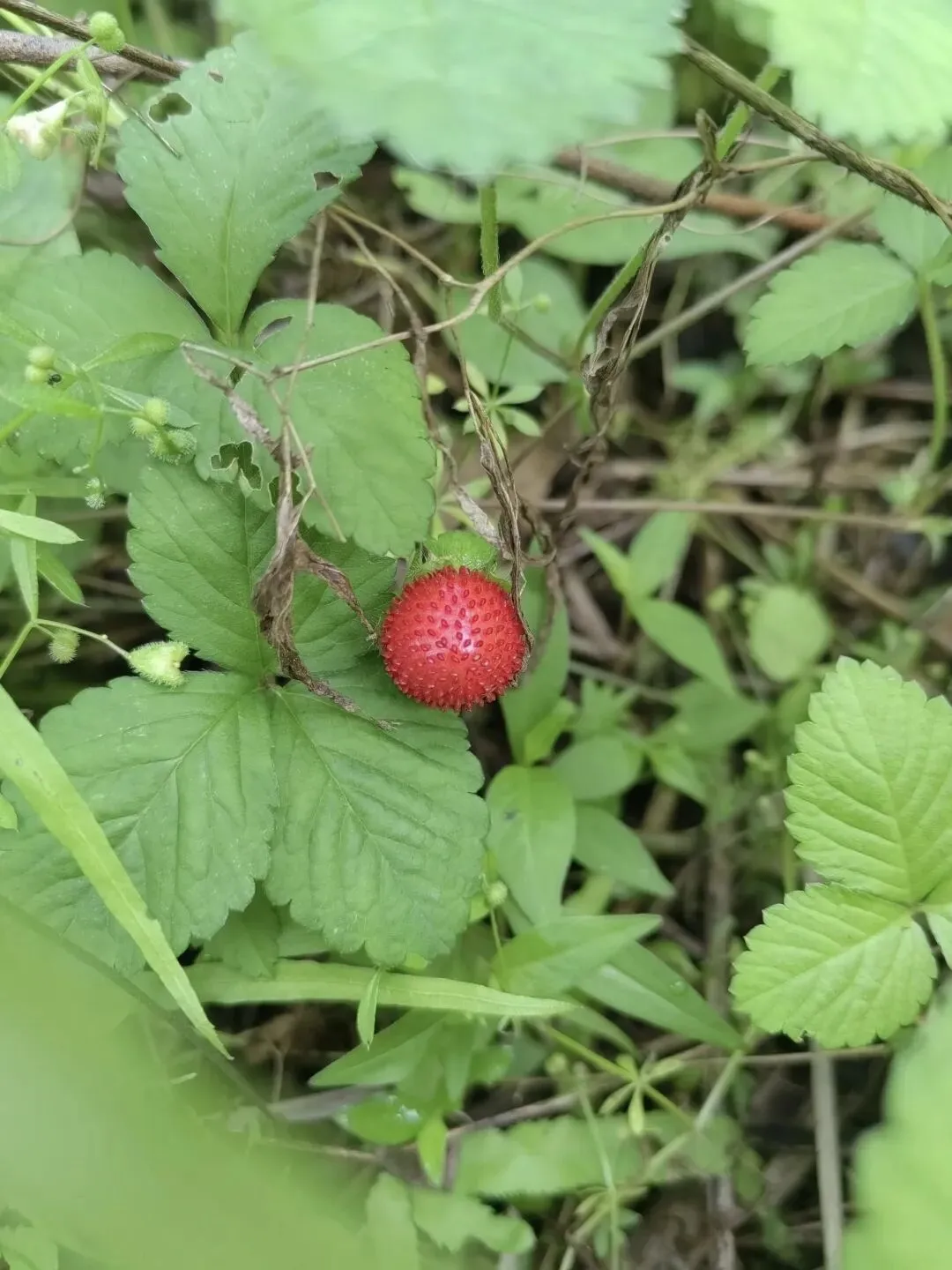 中考:一道无法绕行的分水岭 家长何去何从 第2张 中考:一道无法绕行的分水岭 家长何去何从 第2张