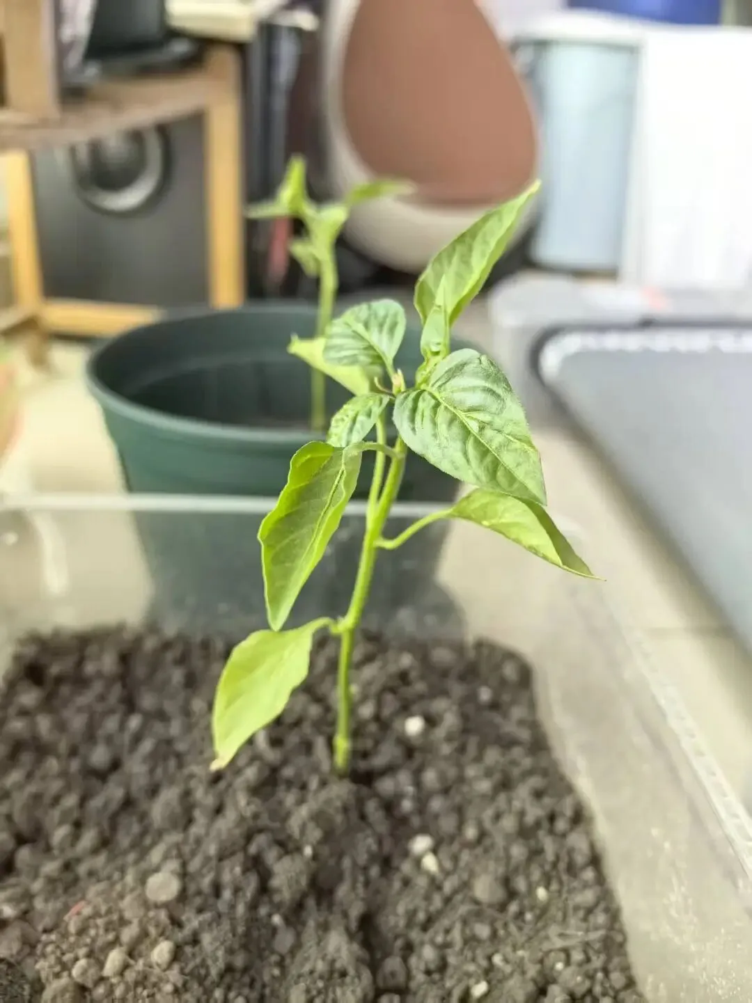 中考家庭的教育困境,藏在一场手机的争执里 第7张