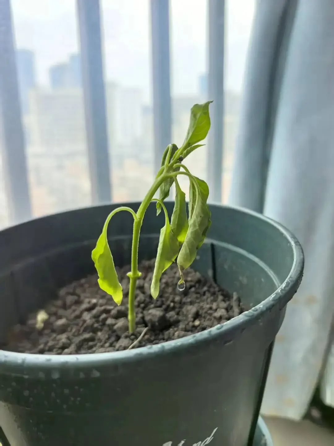 中考家庭的教育困境,藏在一场手机的争执里 第10张