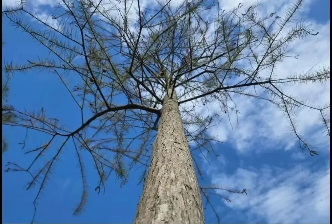 中考知识点分享:语文最常考的古诗词25句 第2张 中考知识点分享:语文最常考的古诗词25句 第2张