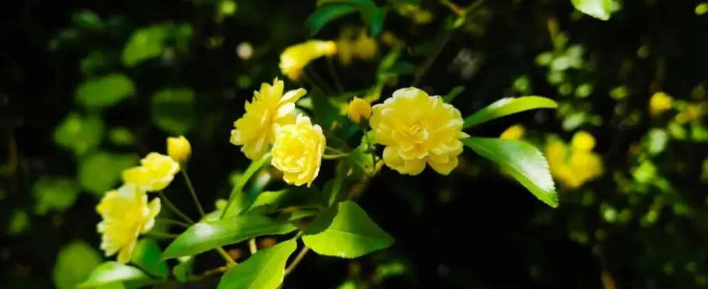 小升初 阅读理解真题 《从背后照来的光》 第1张