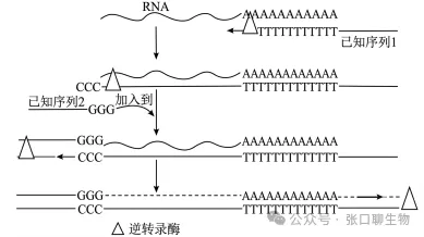 山东省济南市2026届高三第二次模拟考试生物学试题及解析 ⊙ 第3张