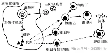 山东省济南市2026届高三第二次模拟考试生物学试题及解析 ⊙ 第7张