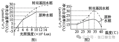 山东省济南市2026届高三第二次模拟考试生物学试题及解析 ⊙ 第9张