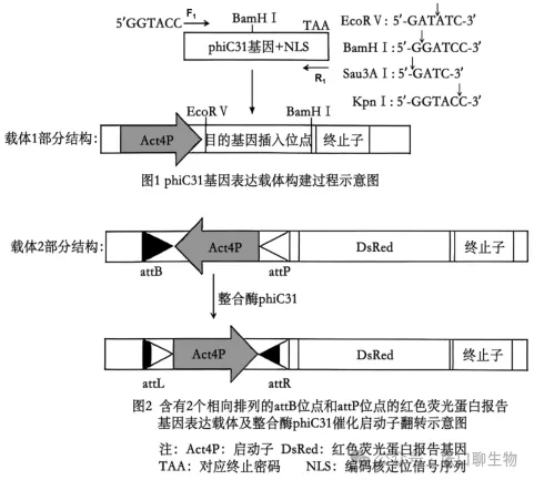 山东省济南市2026届高三第二次模拟考试生物学试题及解析 ⊙ 第11张